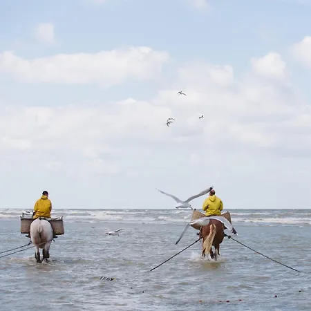 Near Belgian Coast With Terrace *